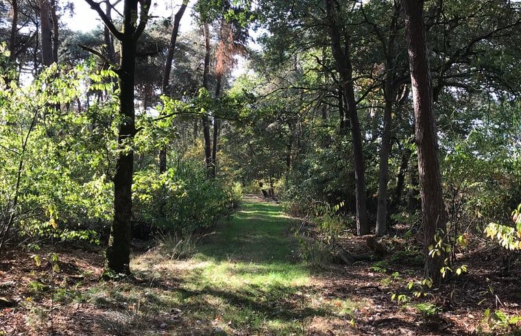 Waldspaziergang in der Naehe des Ferienhauses in Baarle Nassau, entdecken Sie die Natur von Kempen, Nordbrabant.