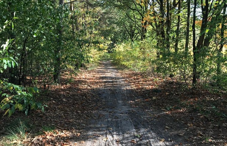 Waldweg in der Naehe des Ferienhauses in Baarle Nassau, ideal fuer Wanderungen in Nordbrabant.