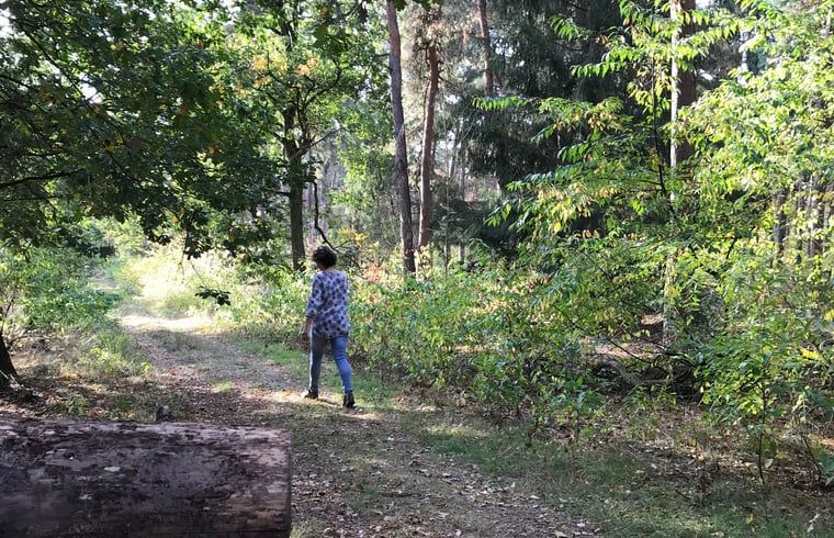 Waldspaziergang in der Naehe des Ferienhauses in Baarle Nassau, entdecken Sie die Natur von Nordbrabant.