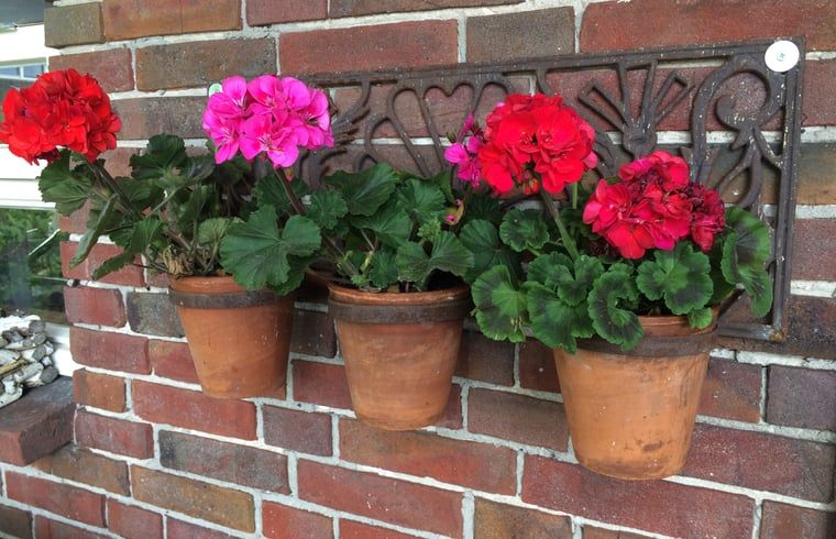 Bluehende Geranien am Haus in Baarle Nassau, farbenfrohe Dekoration in Kempen, Nordbrabant.