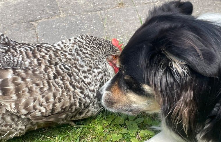 Unterkunft 411613 - Ferienhaus Kempen - Vakantiehuis in Bladel