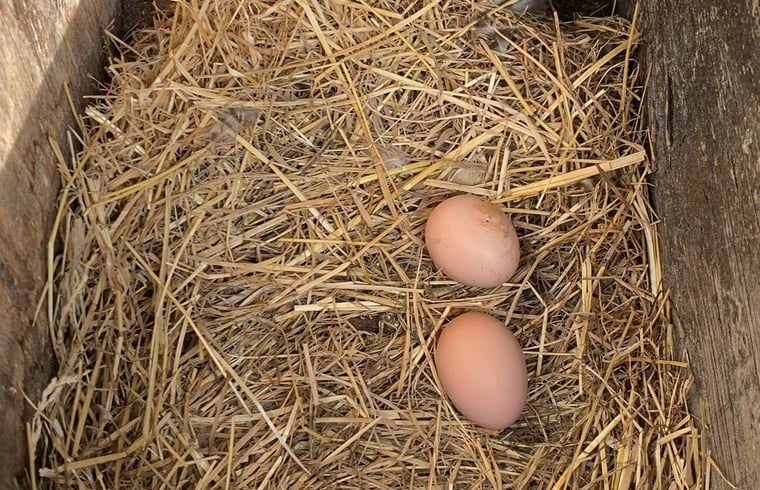 Unterkunft 411613 - Ferienhaus Kempen - Vakantiehuis in Bladel