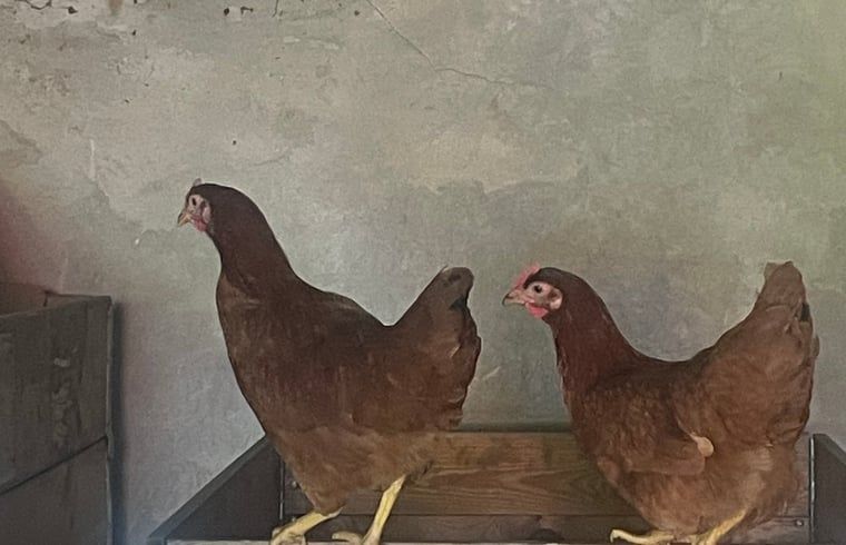 Unterkunft 411613 - Ferienhaus Kempen - Vakantiehuis in Bladel