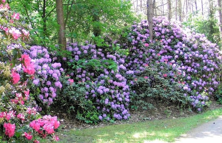 Bloeiende rododendrons omringen Vakantiehuisje in Luyksgestel, een kleurrijke verblijfplaats.