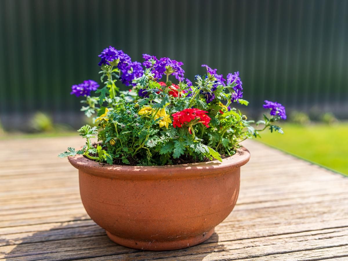 Bluehende Pflanzen auf der Terrasse von Achter de Vijf Linden, Ferienhaus in Knegsel, Kempen.