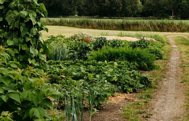 Lush vegetable garden at Holiday home in Chaam, North Brabant, with fresh greens and vegetables in Heart of Brabant.