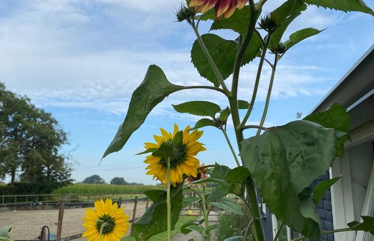 Unterkunft 421830 - Ferienhaus Hart van Brabant - Huisje in Chaam