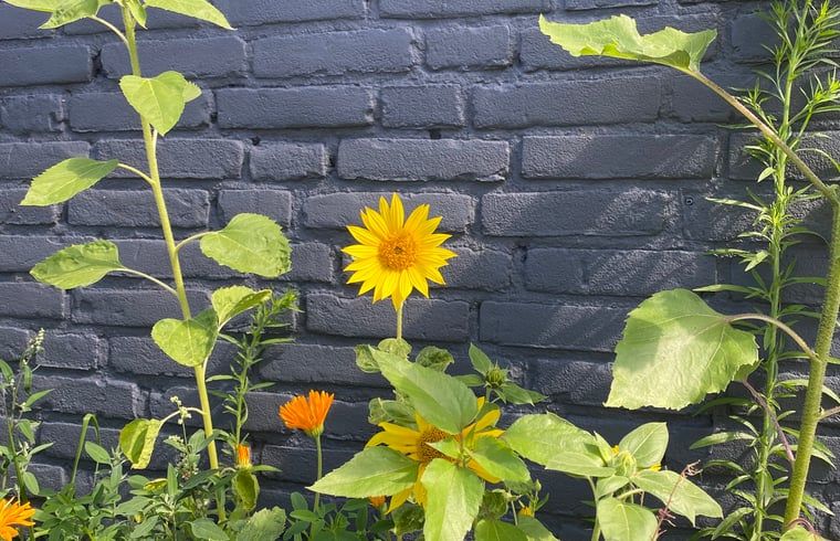 Unterkunft 421830 - Ferienhaus Hart van Brabant - Huisje in Chaam