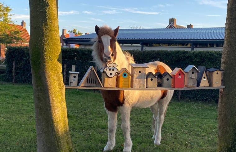 Unterkunft 421830 - Ferienhaus Hart van Brabant - Huisje in Chaam
