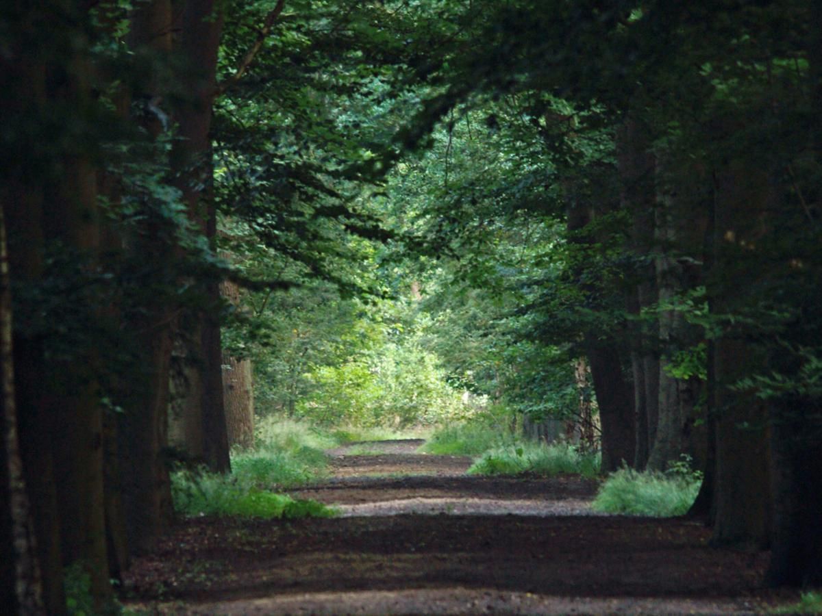 Bosrijke omgeving rond 't Kaatsheuveltje 1 vakantiehuis in Kaatsheuvel, Hart van Brabant, Noord Brabant