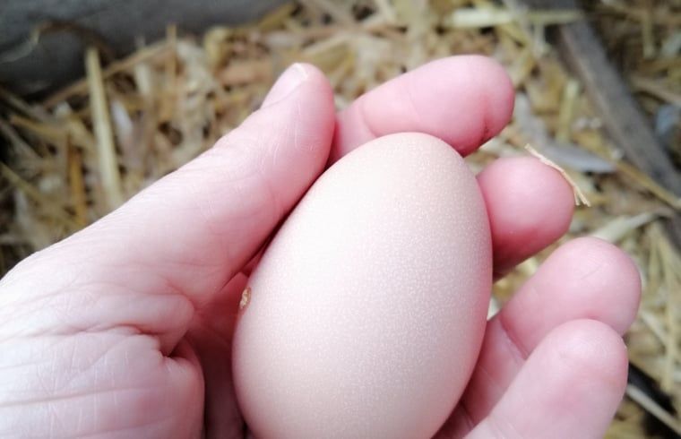 Fresh egg from the garden of Huisje in Kaatsheuvel, vacation home in Hart van Brabant.