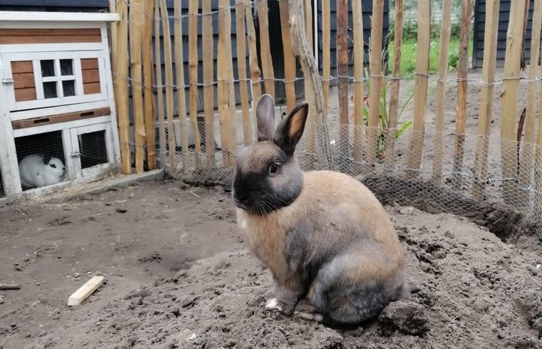 Rabbit in the garden of Cottage in Kaatsheuvel, vacation home in Heart of Brabant.
