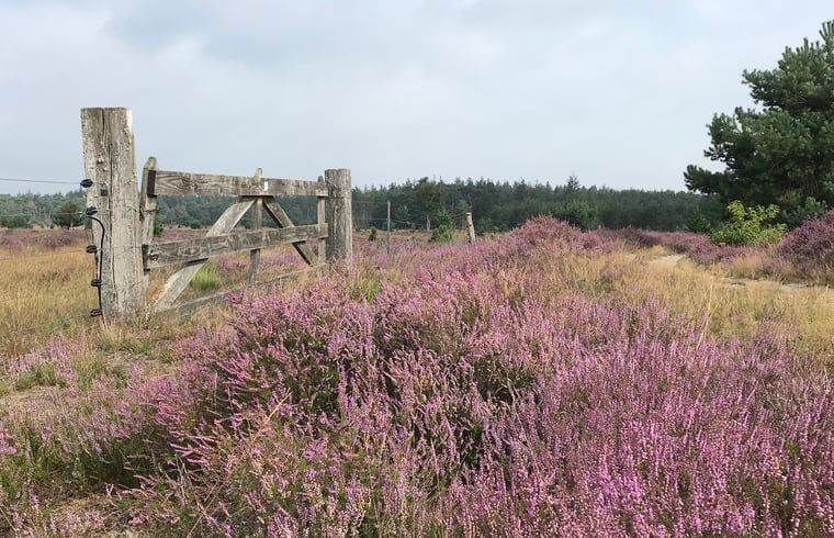 Unterkunft 423004 - Ferienhaus Hart van Brabant - Vakantiehuisje in Leende