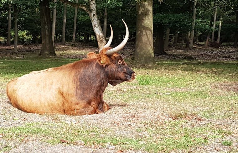 Unterkunft 423004 - Ferienhaus Hart van Brabant - Vakantiehuisje in Leende