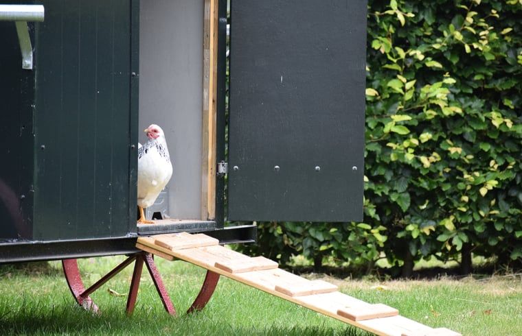 Verblijf 426411 - Vakantiewoning Hart van Brabant - Huisje in Loon op Zand