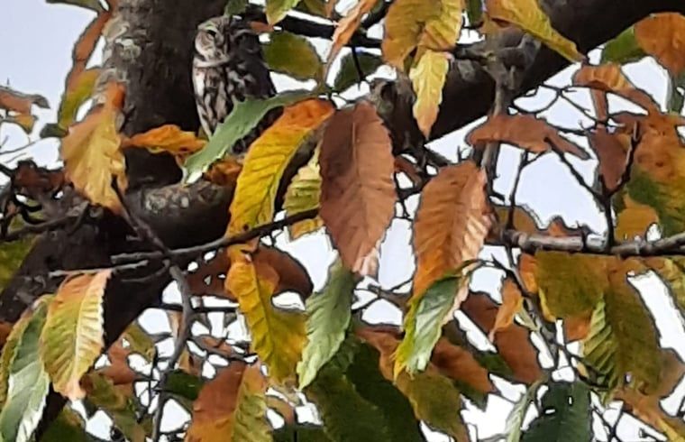 Houtkachel voor warmte in Vakantiehuisje in Tilburg, Noord Brabant.