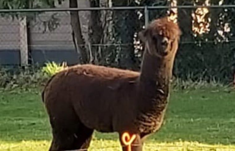 Alpaca in de omgeving van Huisje in Best, vakantiehuis in Best, Hart van Brabant, Noord Brabant, grazend in het groen.