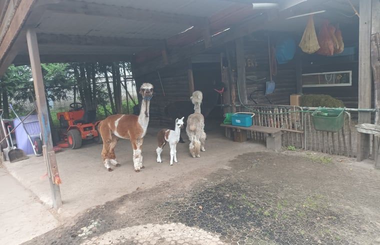 Alpaca's in de schuur bij Huisje in Best, vakantiehuis in Best, Hart van Brabant, Noord Brabant, met landelijke sfeer.