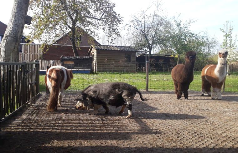 Dieren in de omgeving van Huisje in Best, vakantiehuis in Best, Hart van Brabant, Noord Brabant, genietend van de zon.