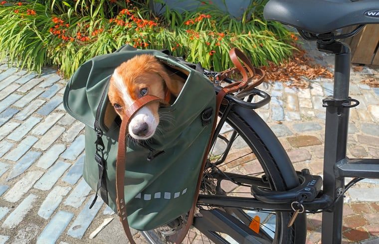 Fietsavonturen bij Vakantiehuisje in Best, hondvriendelijke omgeving in Hart van Brabant, Noord Brabant.