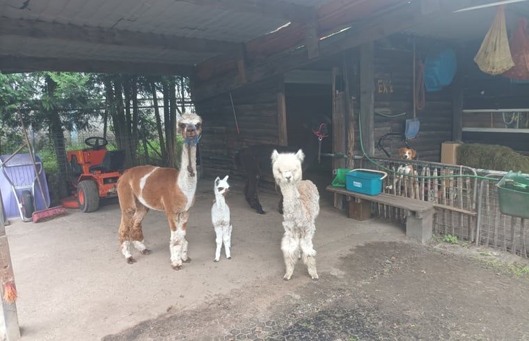 Guest house 427906 - Holiday property Hart van Brabant - Vakantiehuis in Best