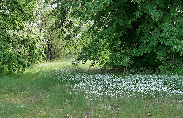 Unterkunft 430107 - Ferienhaus Noordoost Brabant - Vakantiehuisje in Nuland