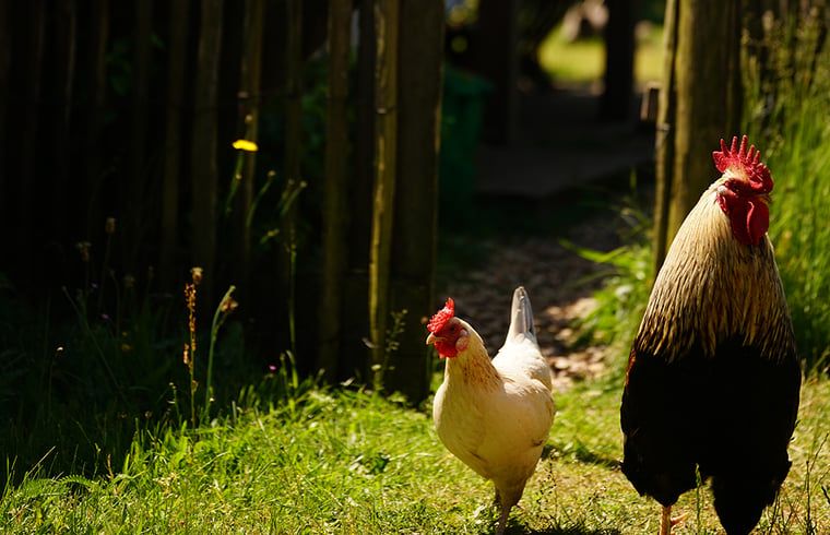 Guest house 430305 - Holiday property Noordoost Brabant - Huisje in Mill