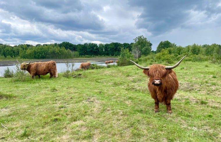 Unterkunft 430310 - Ferienhaus Noordoost Brabant - Vakantiehuis in Mill