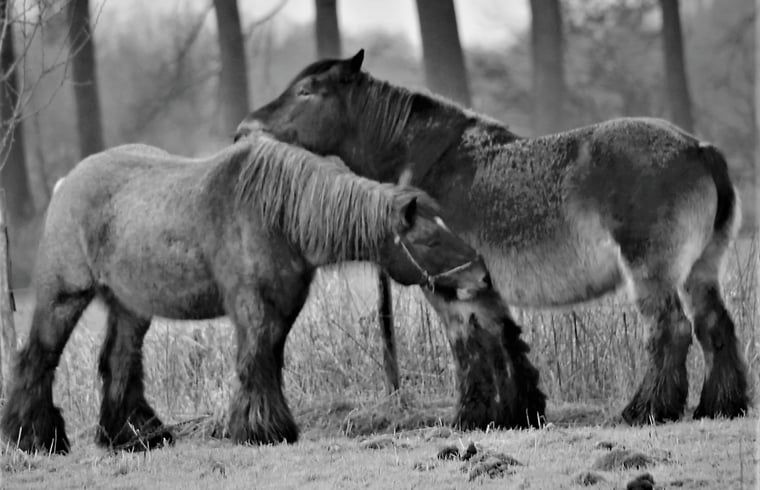 Guest house 430313 - Holiday property Noordoost Brabant - Huisje in Mill