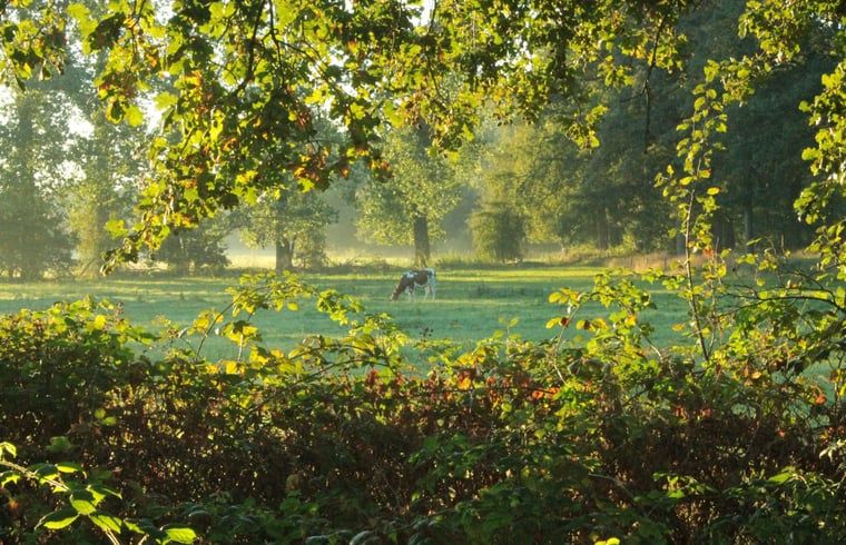 Guest house 430313 - Holiday property Noordoost Brabant - Huisje in Mill