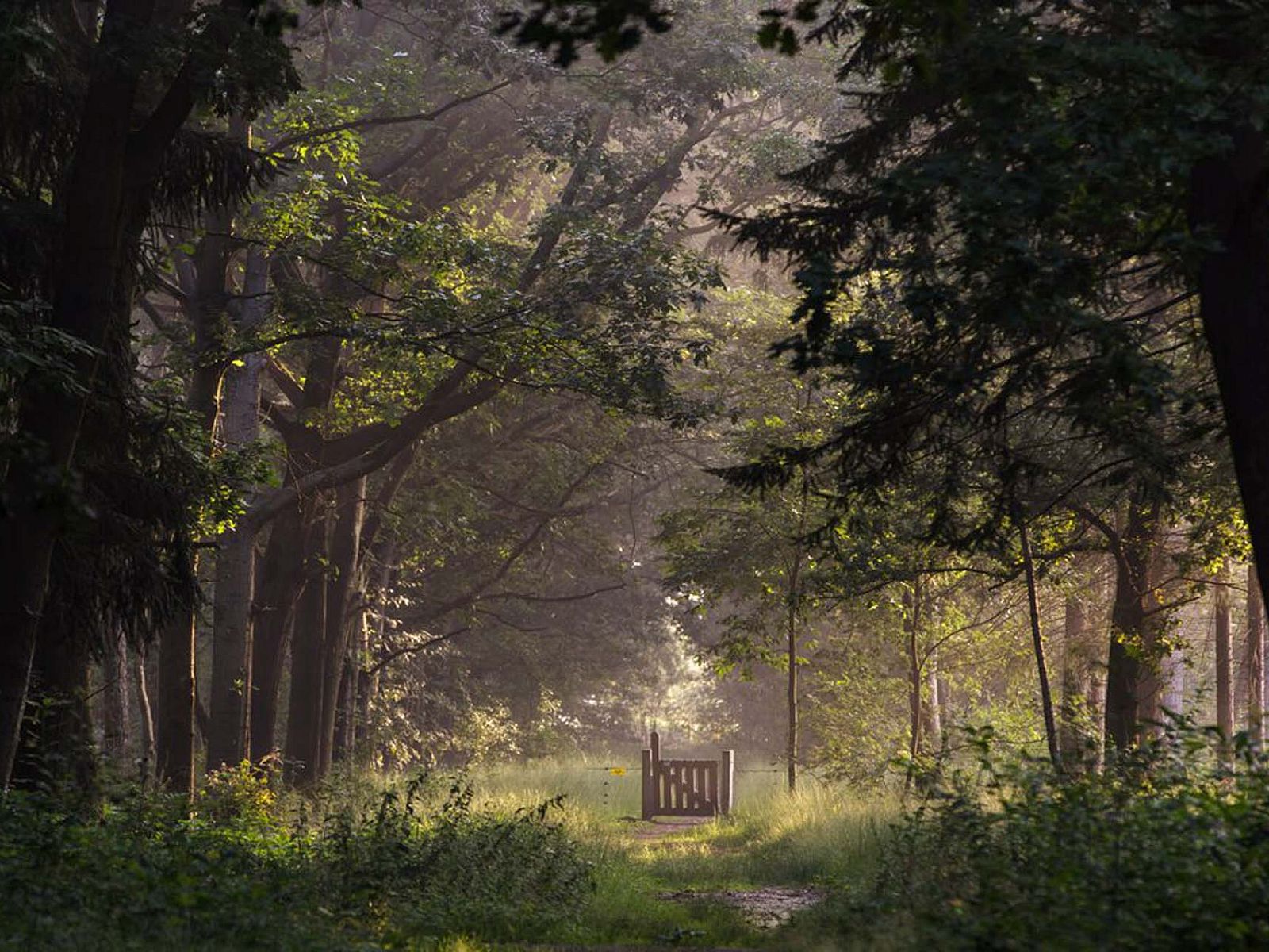 Verblijf 430431 - Chalet Noordoost Brabant - Chalet in Schaijk