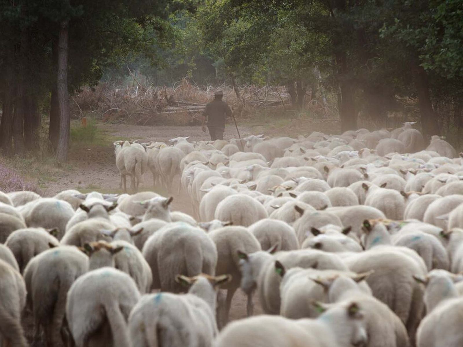 Verblijf 430431 - Chalet Noordoost Brabant - Chalet in Schaijk