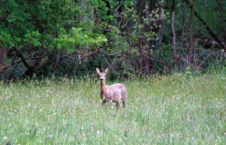 Guest house 430518 - Holiday property Noordoost Brabant - Vakantiehuis in Overloon