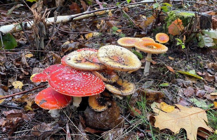 Guest house 430518 - Holiday property Noordoost Brabant - Vakantiehuis in Overloon