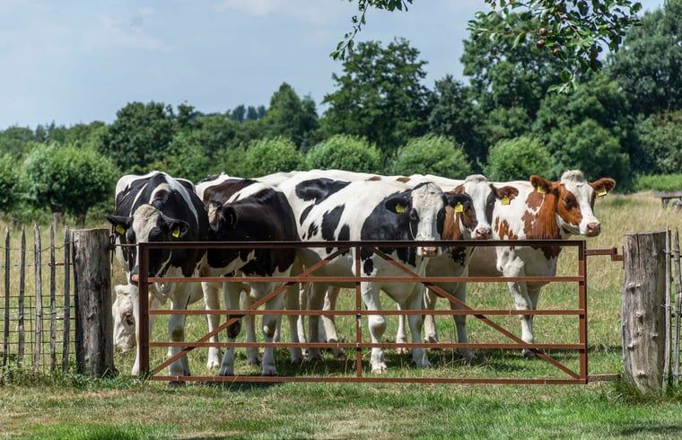 Koeien in het veld bij Vakantiehuis in Oeffelt, Noordoost Brabant, omgeven door natuur.