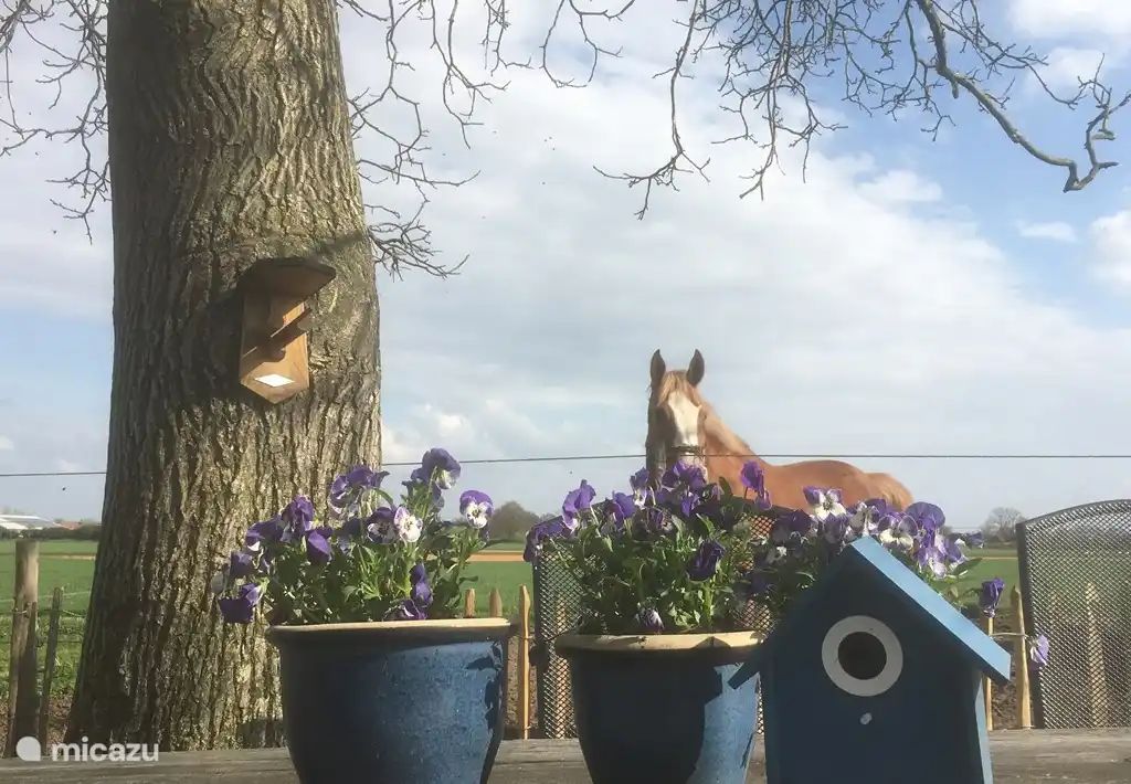 Guest house 431002 - Holiday property Noordoost Brabant - Hoog Werveld Lodge