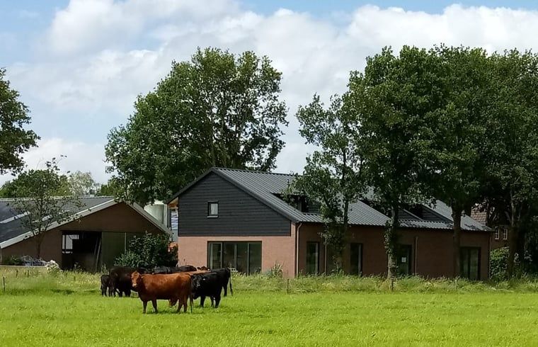 Landelijke charme bij Vakantiehuis in Erp, Noord Brabant, met grazende koeien.