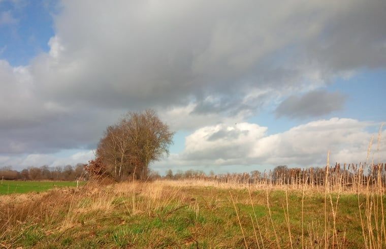 Rustiek landschap bij Vakantiehuis in Erp, Noord Brabant, met bomen en gras.