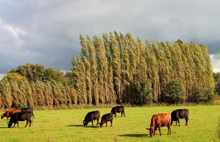 Grazende koeien in de wind bij Vakantiehuis in Erp, Noord Brabant, landelijke rust.