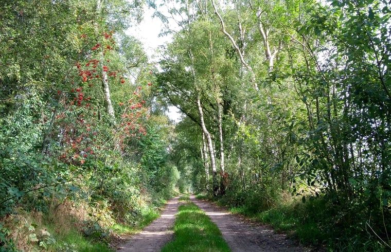 Bosrijke wandelpaden bij Vakantiehuis in Erp, Noord Brabant, natuurlijke omgeving.