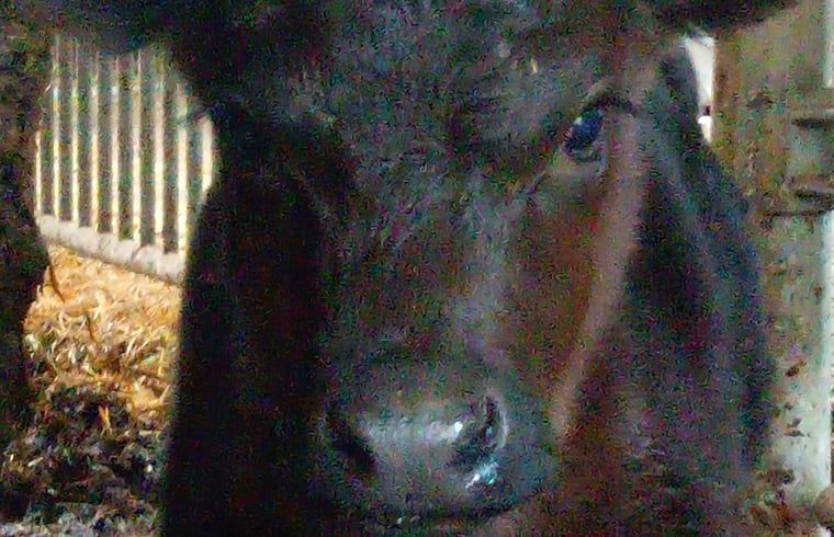 Unterkunft 433716 - Ferienhaus Noordoost Brabant - Vakantiehuis in Erp