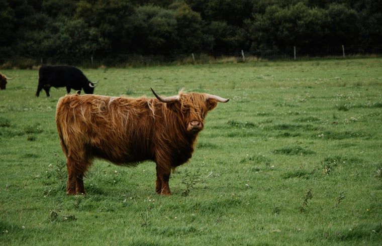 Guest house 435304 - Holiday property Noordoost Brabant - Vakantiehuisje in Huisseling