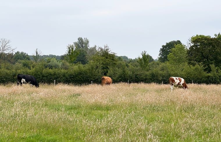 Prachtig uitzicht op weiland met grazende koeien nabij Huisje in Vortum Mullem, vakantiehuis in Noordoost Brabant.