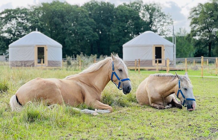 Relax at Holiday home in Ledeacker with grazing horses in northeastern Brabant.