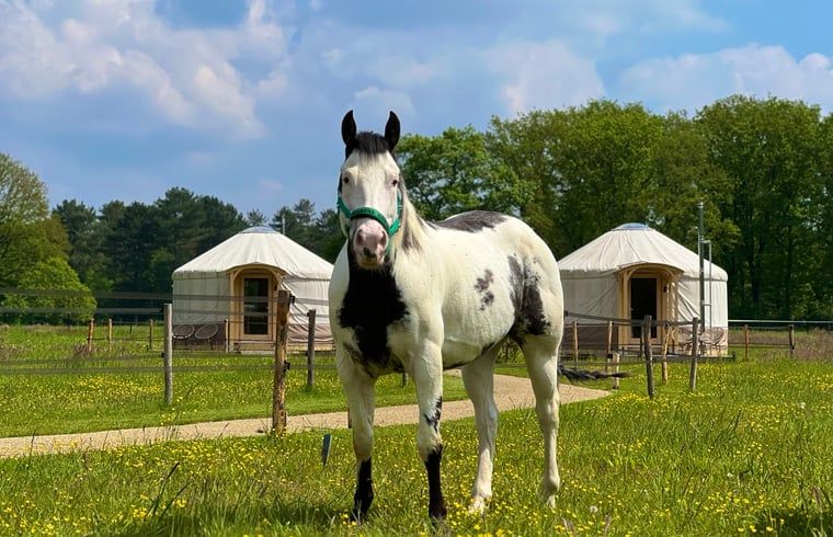 Bright interior of Holiday Home in Ledeacker with comfortable seating and wooden interior.