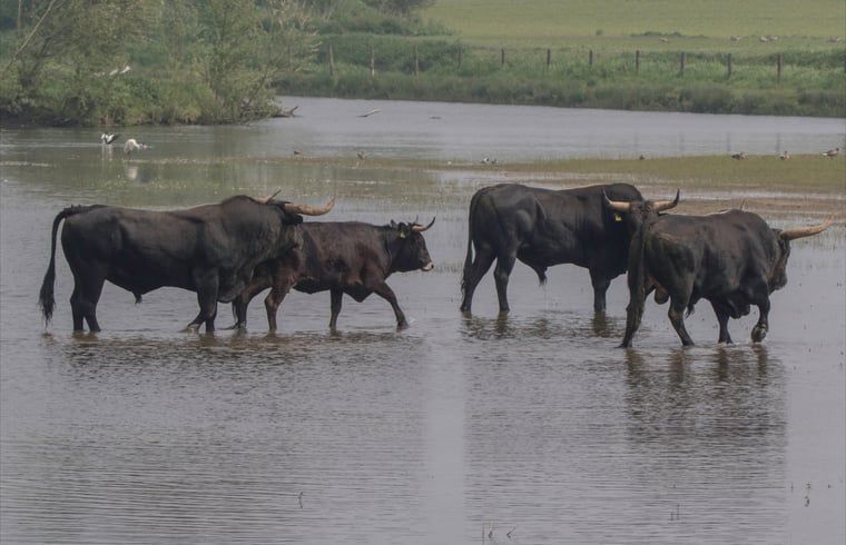 Guest house 436802 - Holiday property Noordoost Brabant - Huisje in Keent