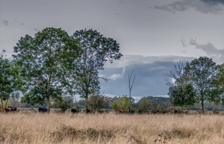 Guest house 436802 - Holiday property Noordoost Brabant - Huisje in Keent