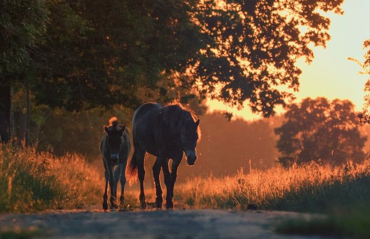 Guest house 436802 - Holiday property Noordoost Brabant - Huisje in Keent