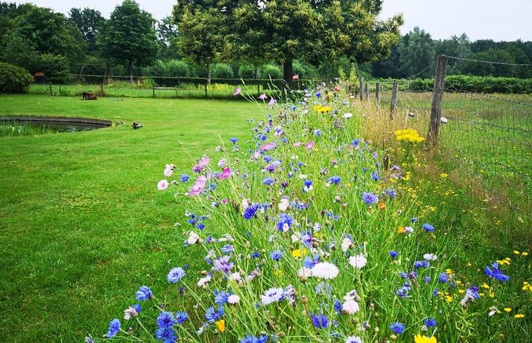 Natuurrijke omgeving met bloemen bij Vakantiehuisje in Breda, West Brabant.