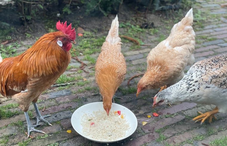 Kippen in de tuin van Vakantiehuisje in Breda, Noord Brabant.